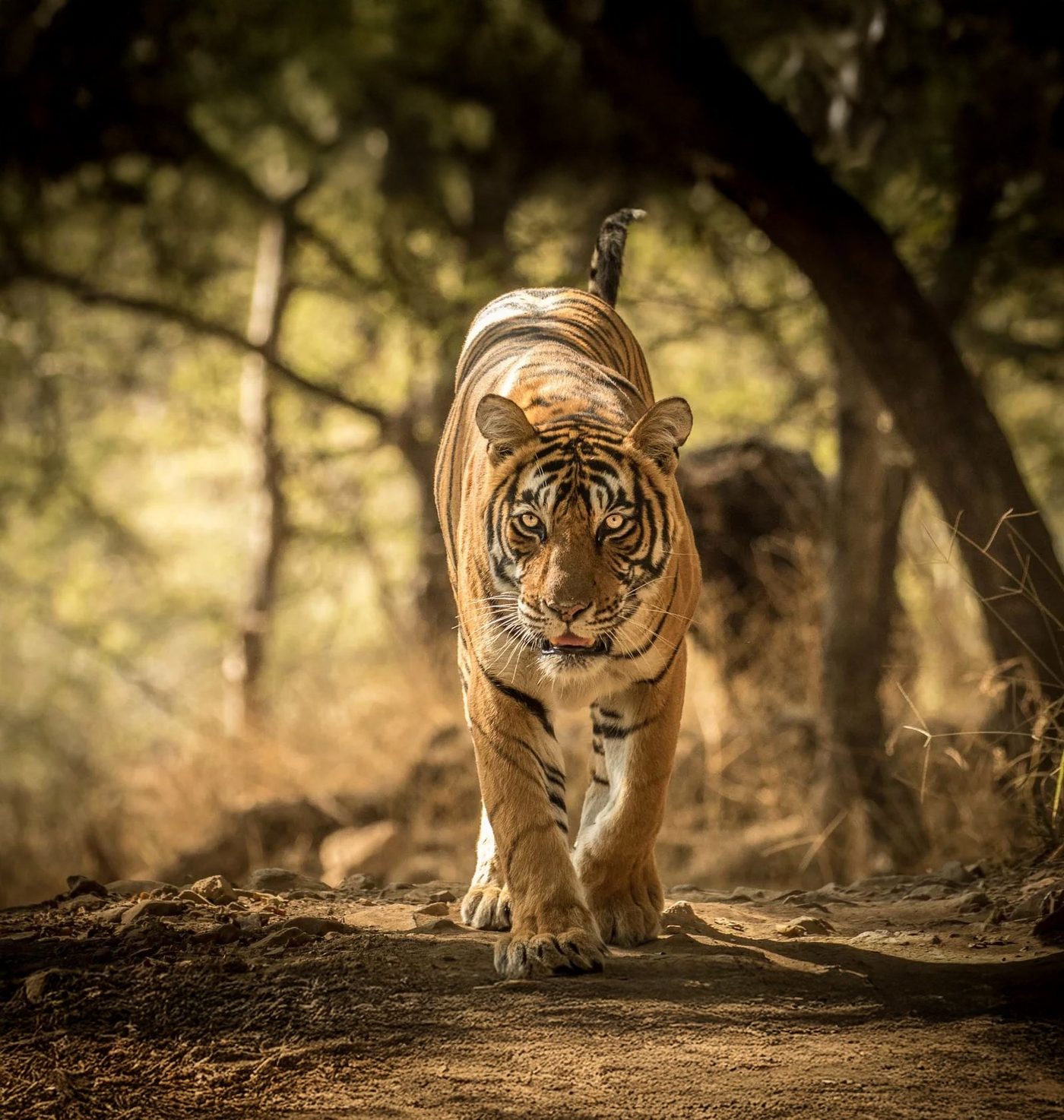 A Bengal tiger at Ranthambore National Park near Sawai Madhopur